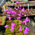 Utricularia uniflora - Australia