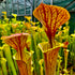 Sarracenia flava var. cuprea - Slender, Heavy Veins, Green Swamp, NC