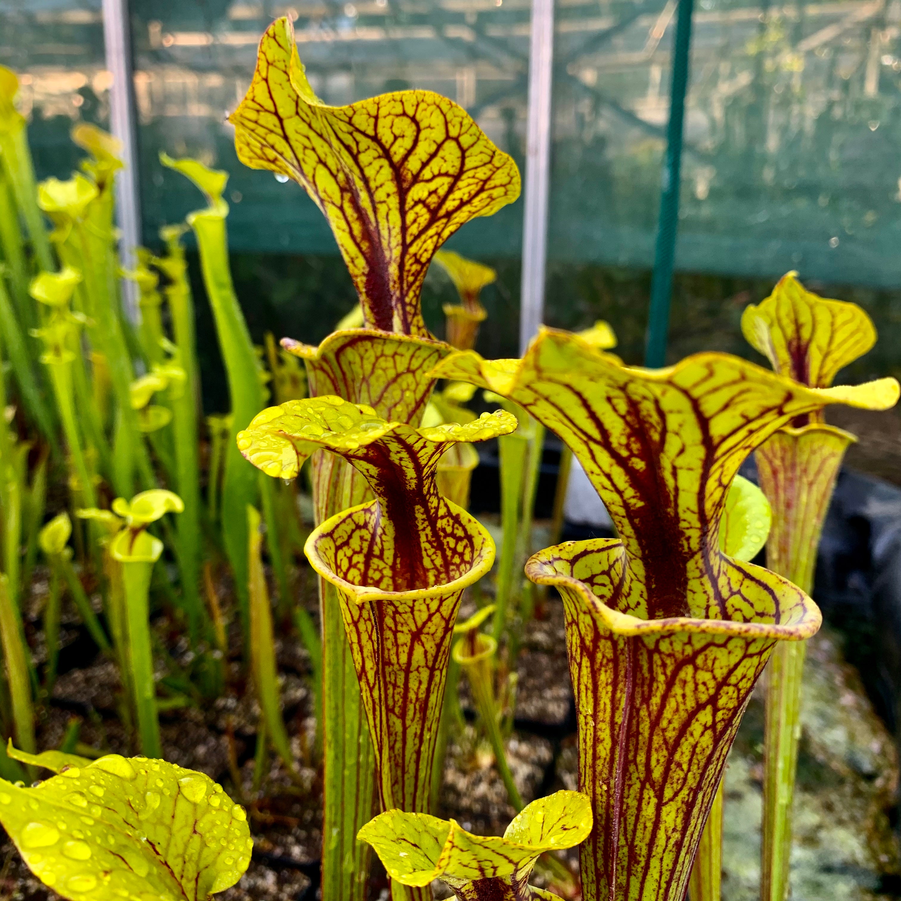 Sarracenia flava var. ornata - Telogia, Liberty Co., Florida