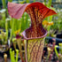 Sarracenia oreophila var. ornata - Heavily Veined, Copper Top