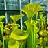 Sarracenia flava var. maxima - Fall Line, Columbia, Tyrrell Co., North Carolina