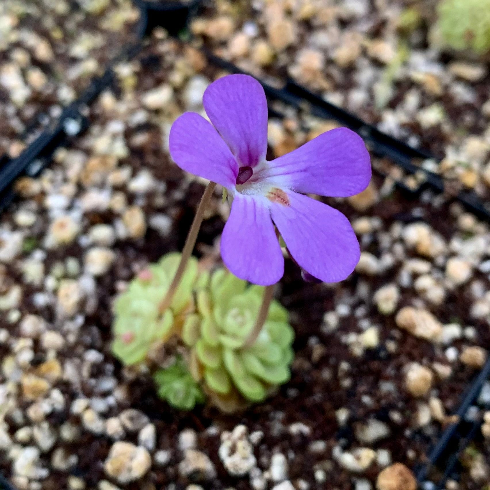 Pinguicula jaumavensis - Mexico