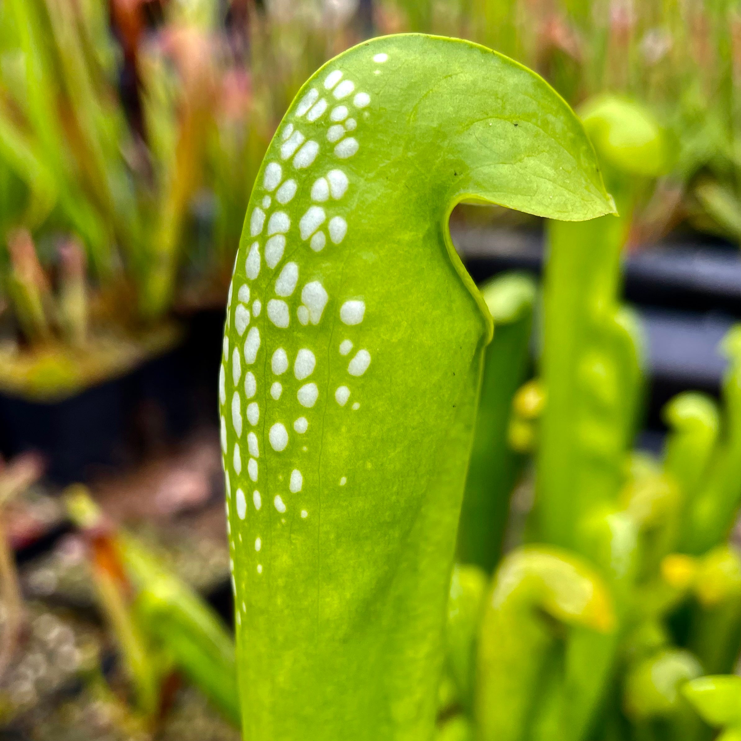 Sarracenia minor f. viridescens