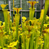 Sarracenia flava var. ornata - Giant