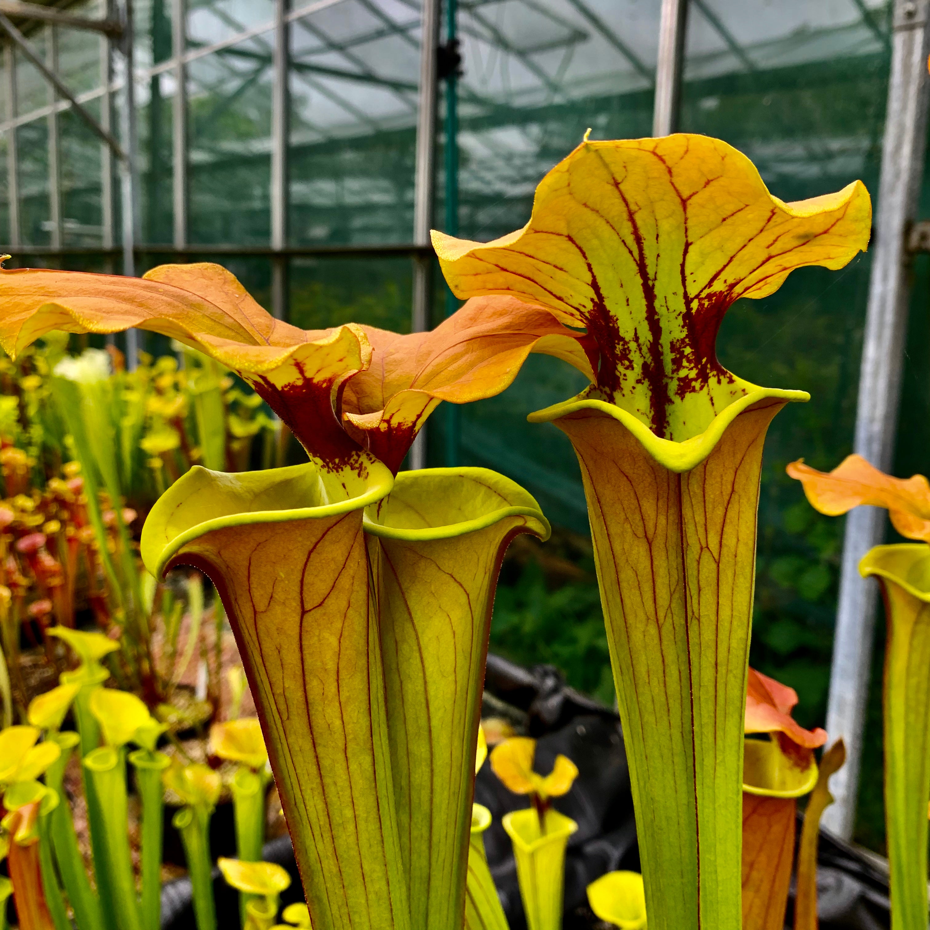 Sarracenia flava var. cuprea - Rugelii Style Patch, Green Swamp, NC