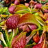 Sarracenia psittacina Collection