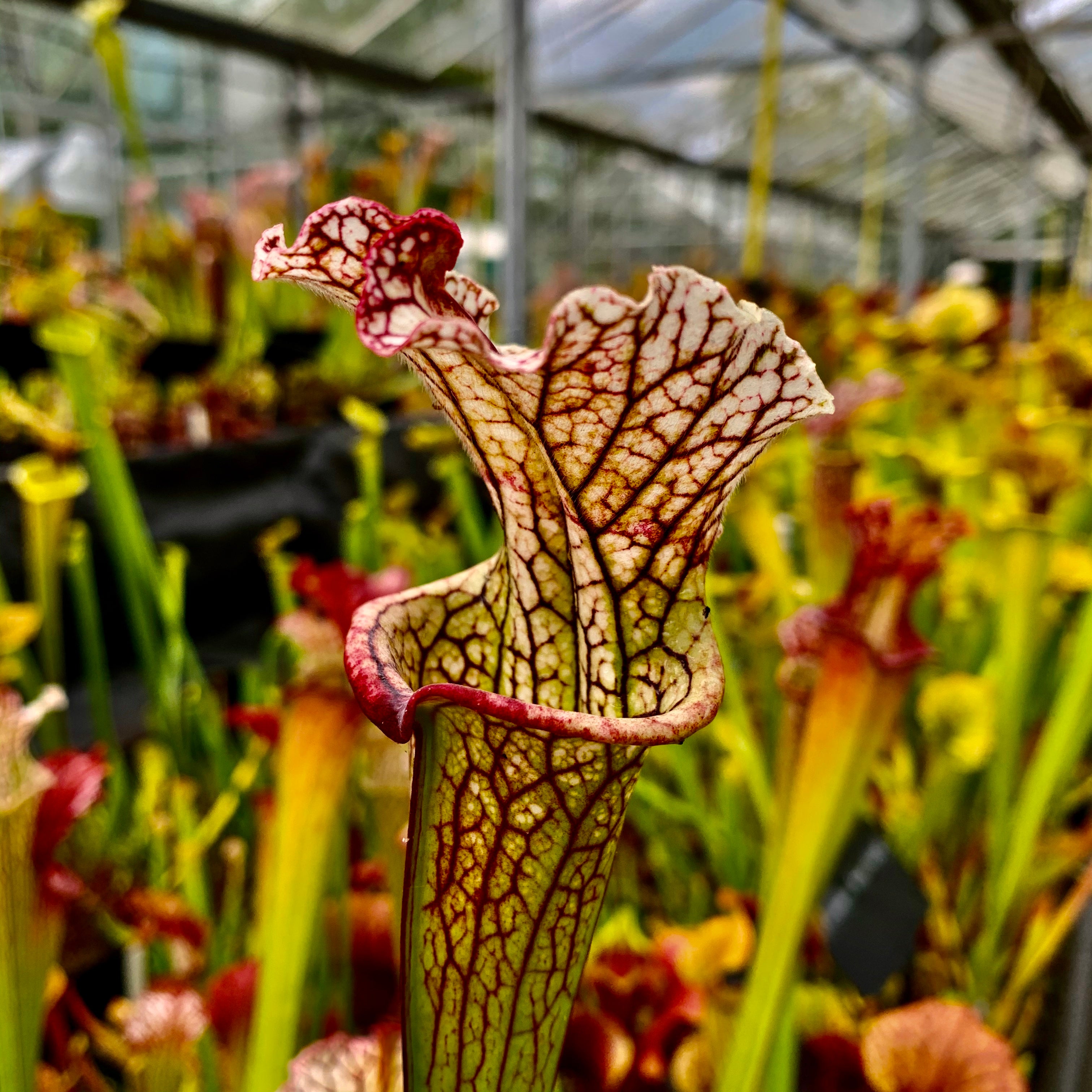 Sarracenia x areolata Vivid Colours (leucophylla x alata var. rubrioperculata)