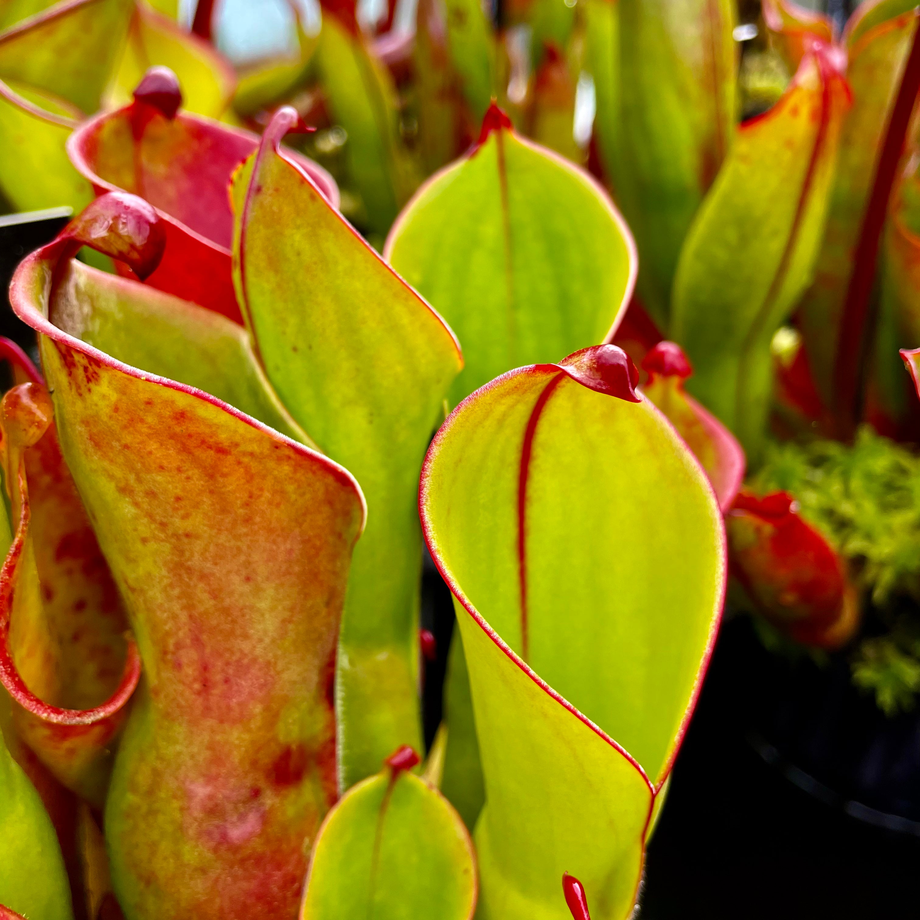 Heliamphora minor x heterodoxa HXX-1