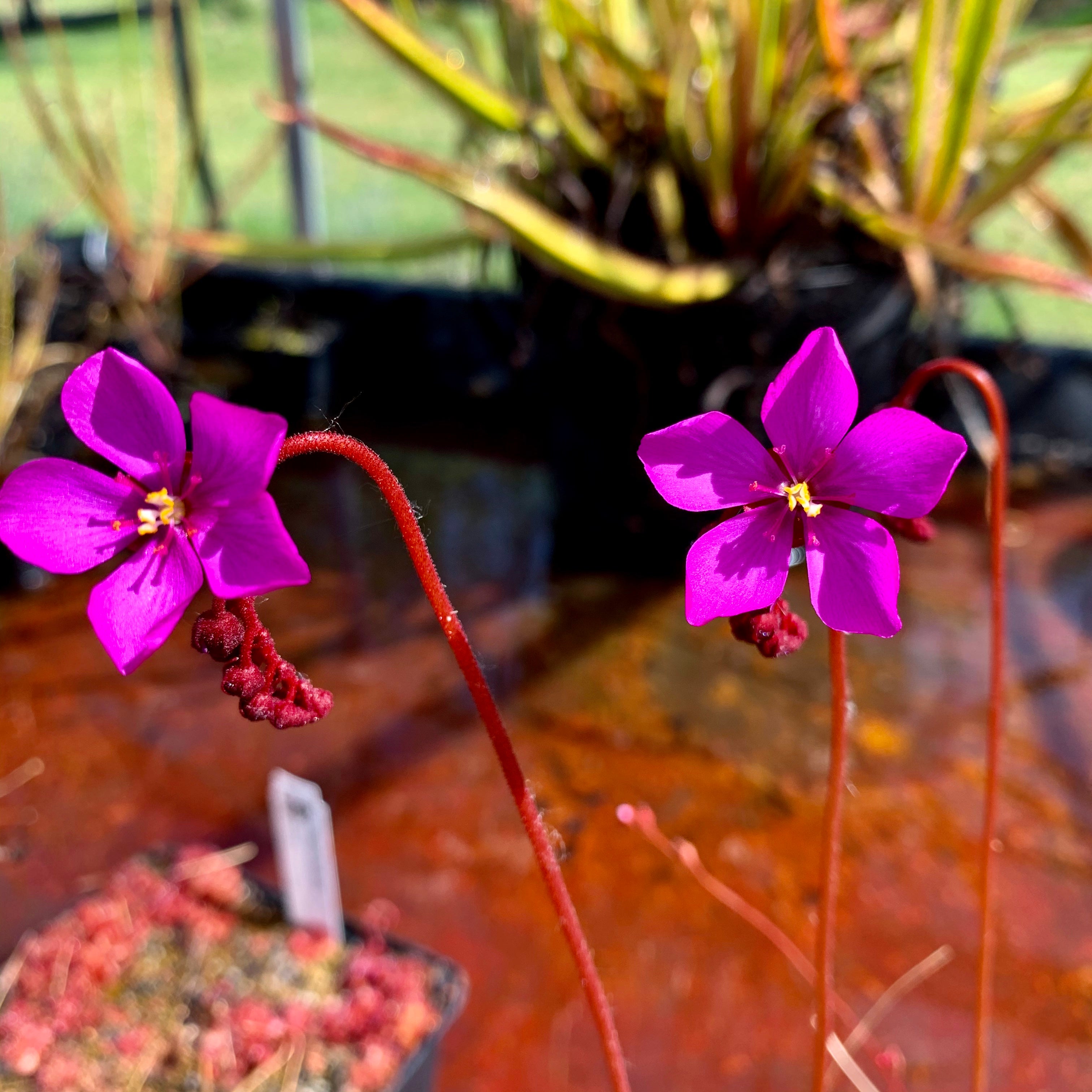 Drosera slackii - South Africa