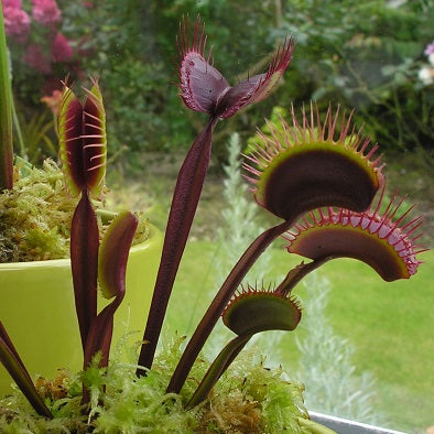 Dionaea muscipula - cv. 'Royal Red'