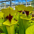 Sarracenia flava var. rugelii - Giant Robust Plant