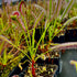 Drosera capensis - Stem Forming, Bain’s Kloof Pass