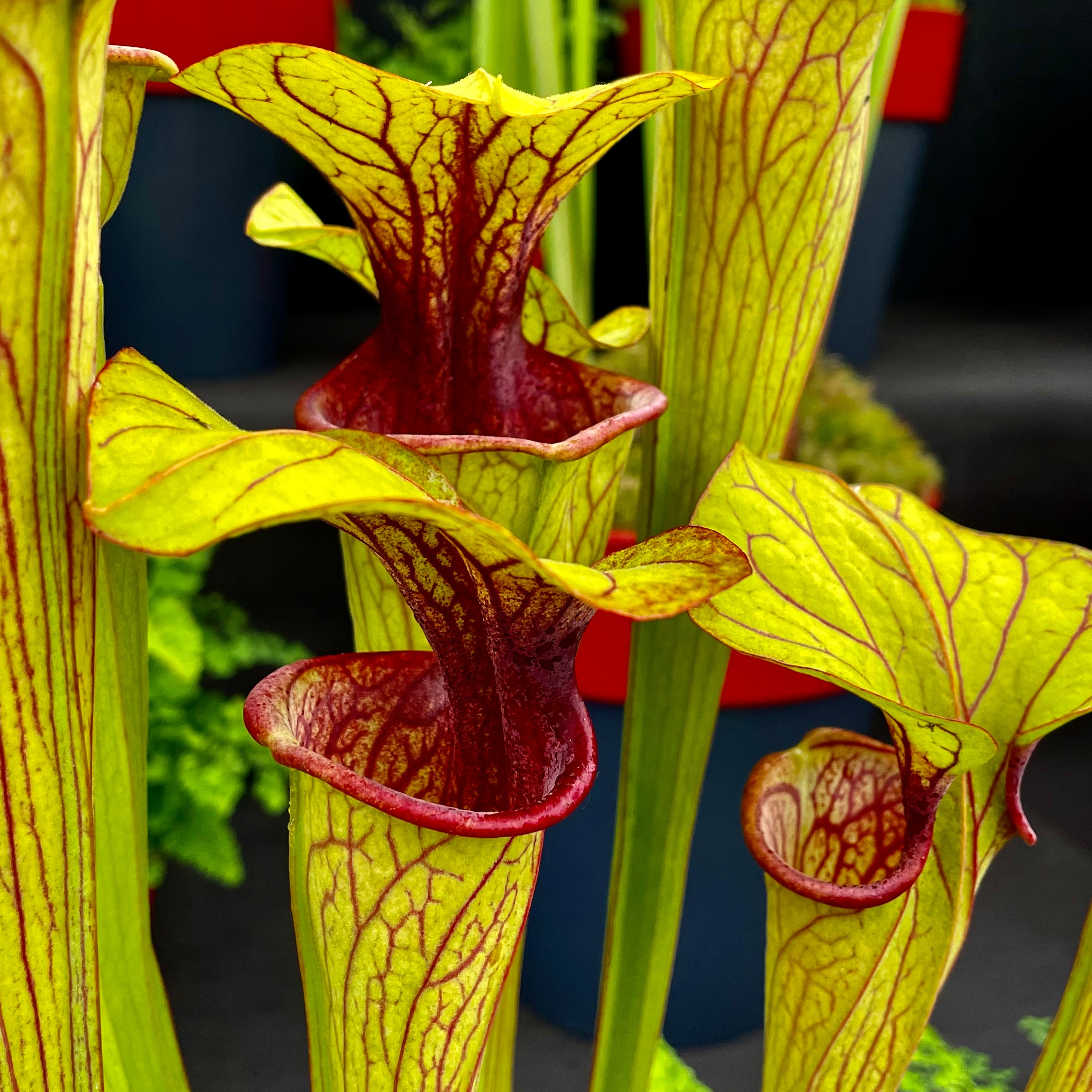 Sarracenia oreophila var. ornata - Heavily Veined, Red Throat