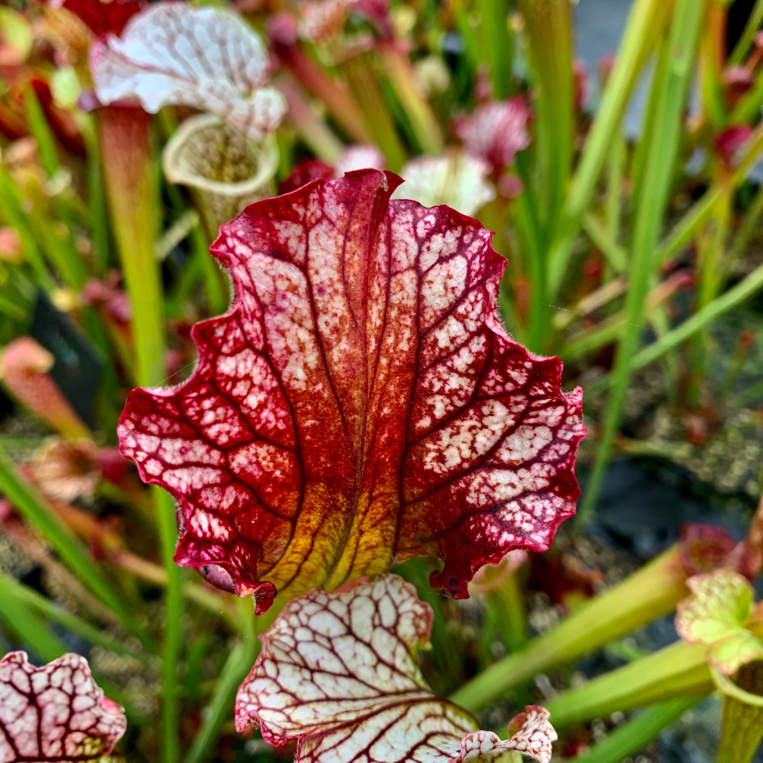 Sarracenia x areolata Vivid Colours (leucophylla x alata var. rubrioperculata)