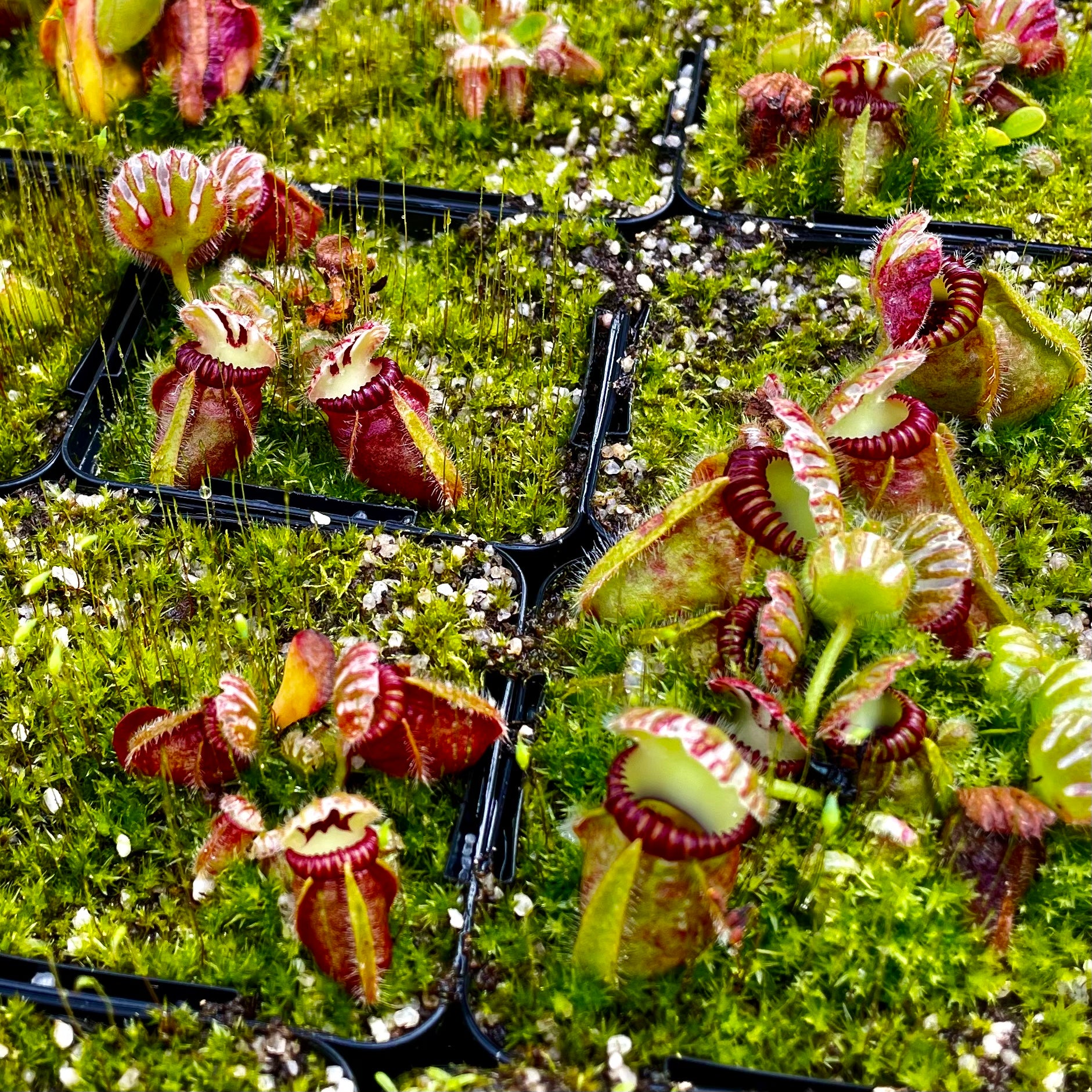 Cephalotus follicularis - The Albany Pitcher Plant