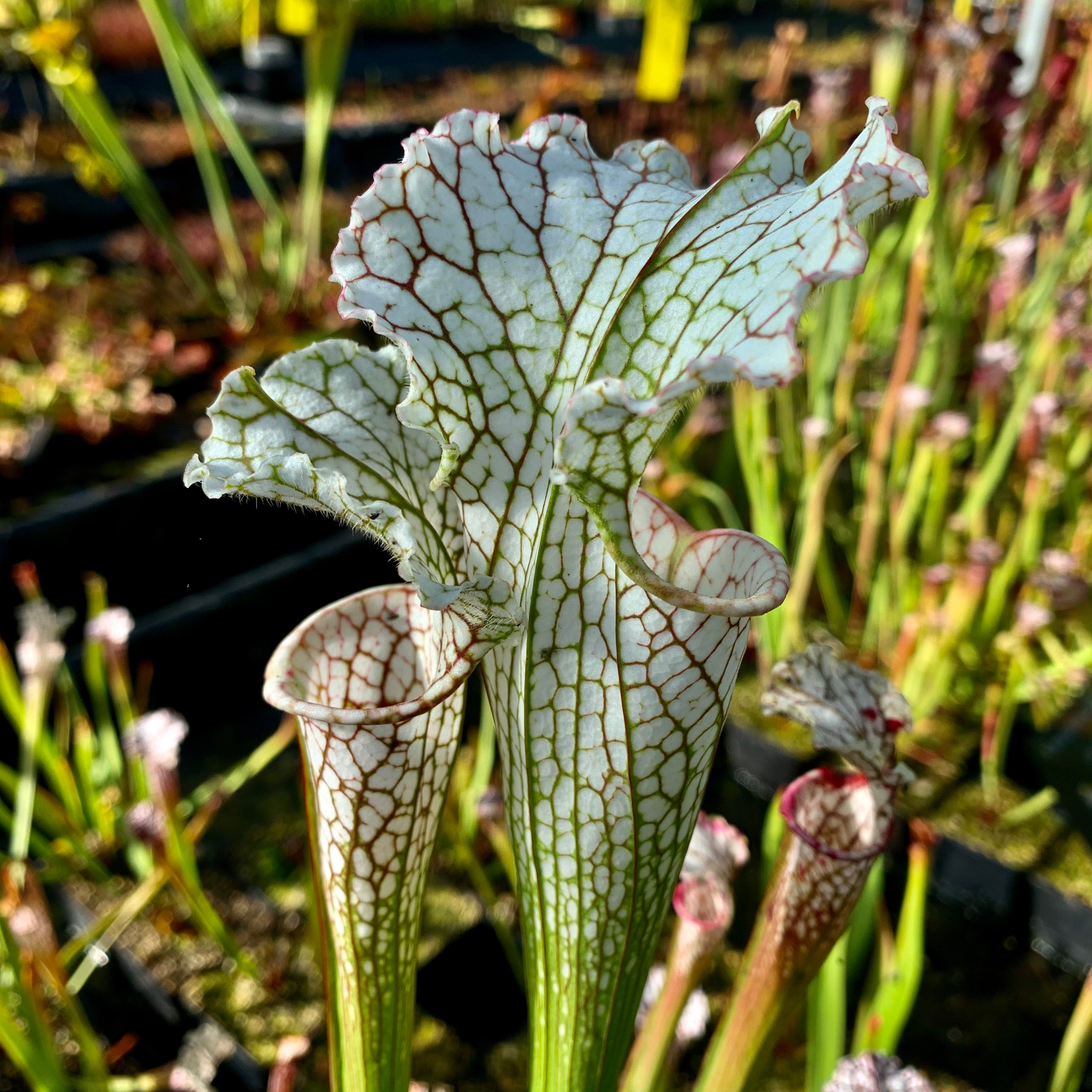 Sarracenia leucophylla var. leucophylla - White Top, Citronelle, Mobile Co., Alabama