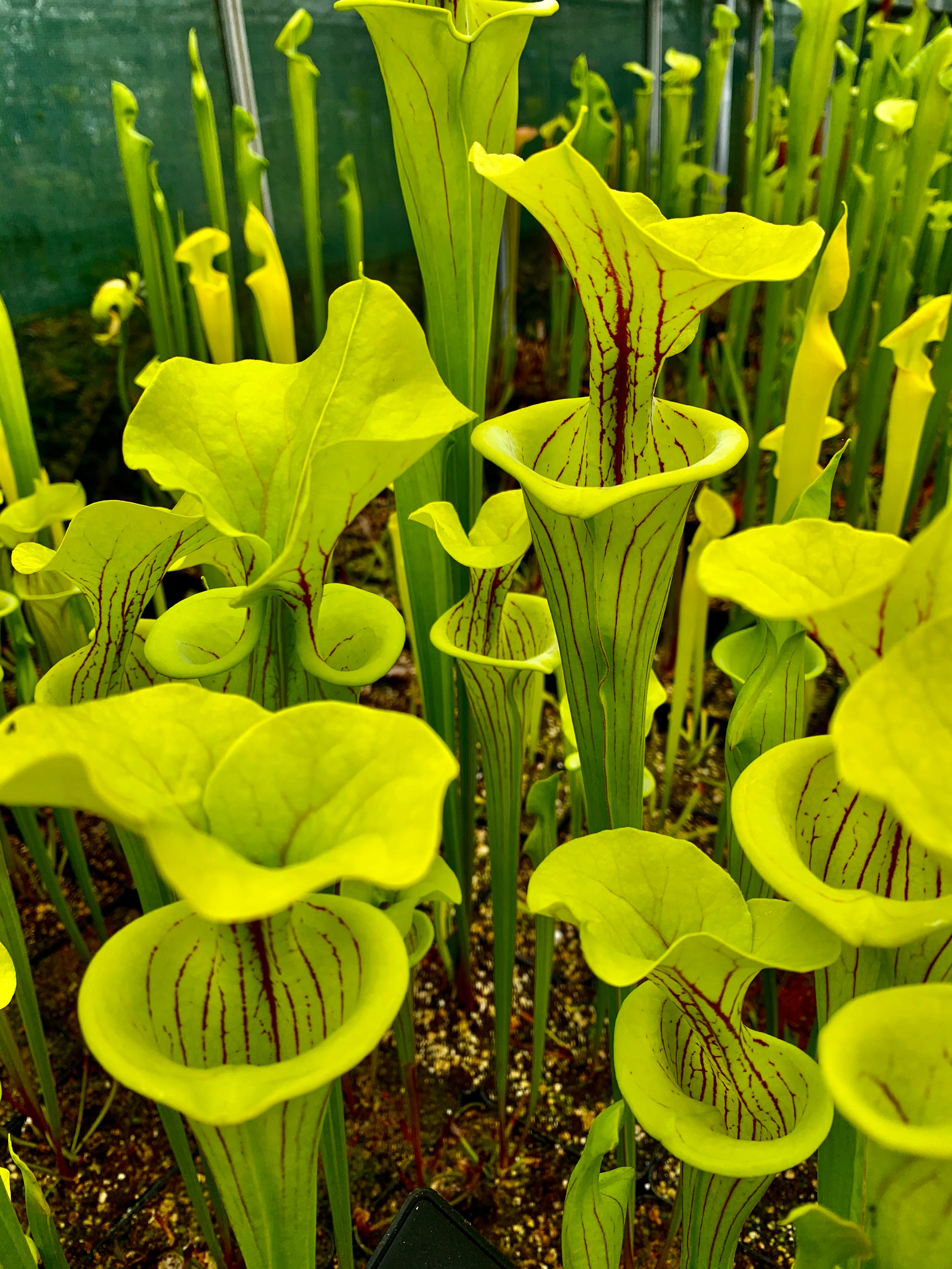 Sarracenia flava var flava - Shands Bog, Dinwiddie Co., Virginia