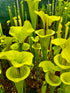 Sarracenia flava var flava - Shands Bog, Dinwiddie Co., Virginia