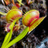 Dionaea muscipula - Green Swamp, NC