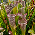 Sarracenia leucophylla var. leucophylla - cv. 'Helmut's Delight'