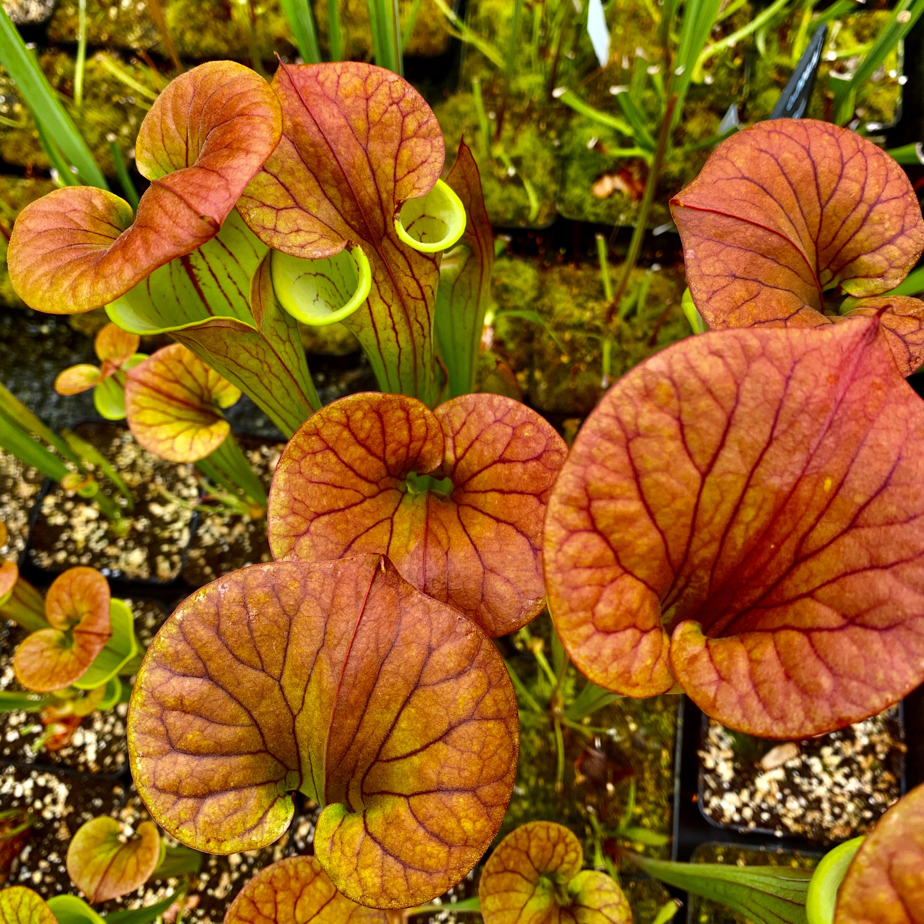 Sarracenia flava var. cuprea - Dark Copper Top