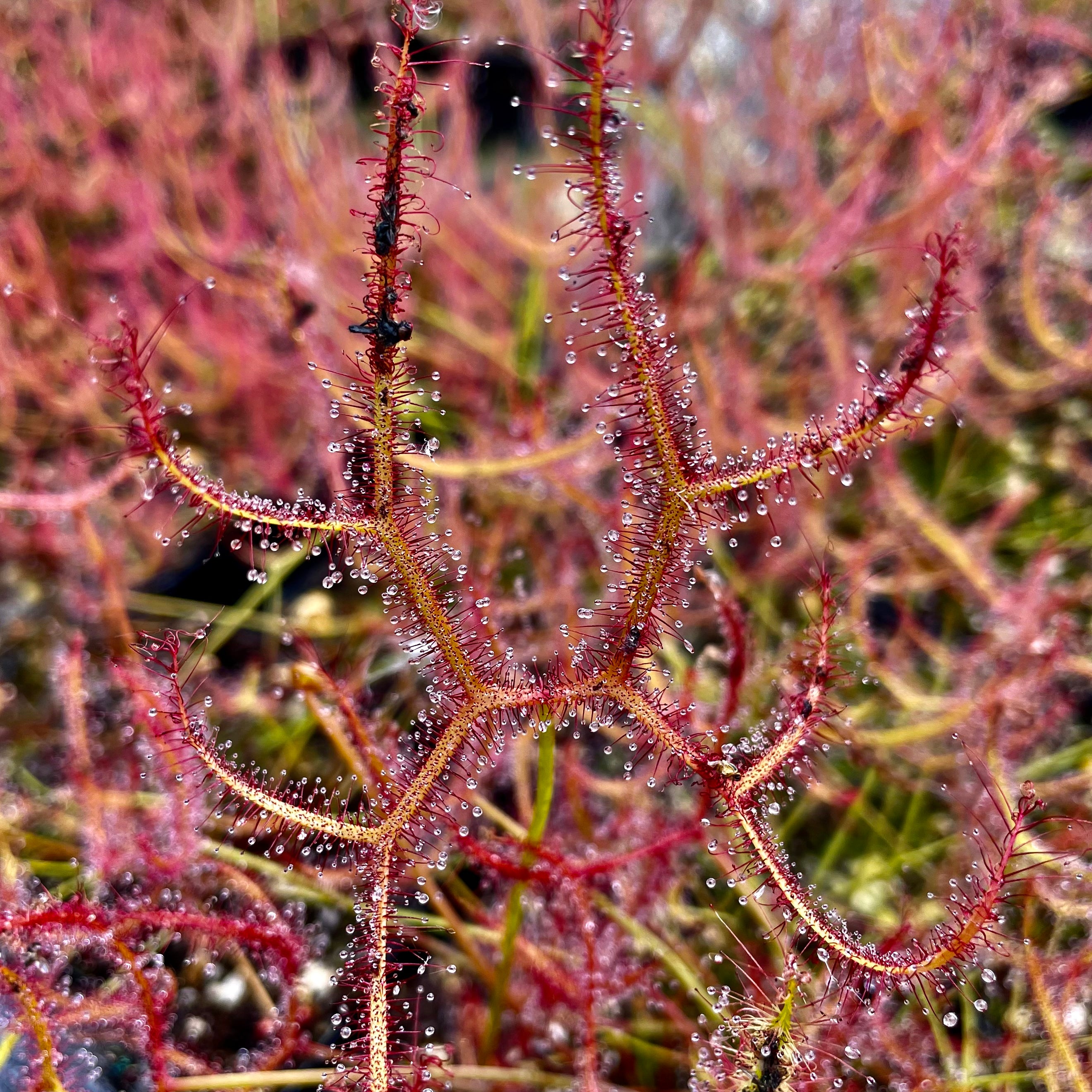 Drosera binata var. multifida - Pink Flower, Australia DBI-5