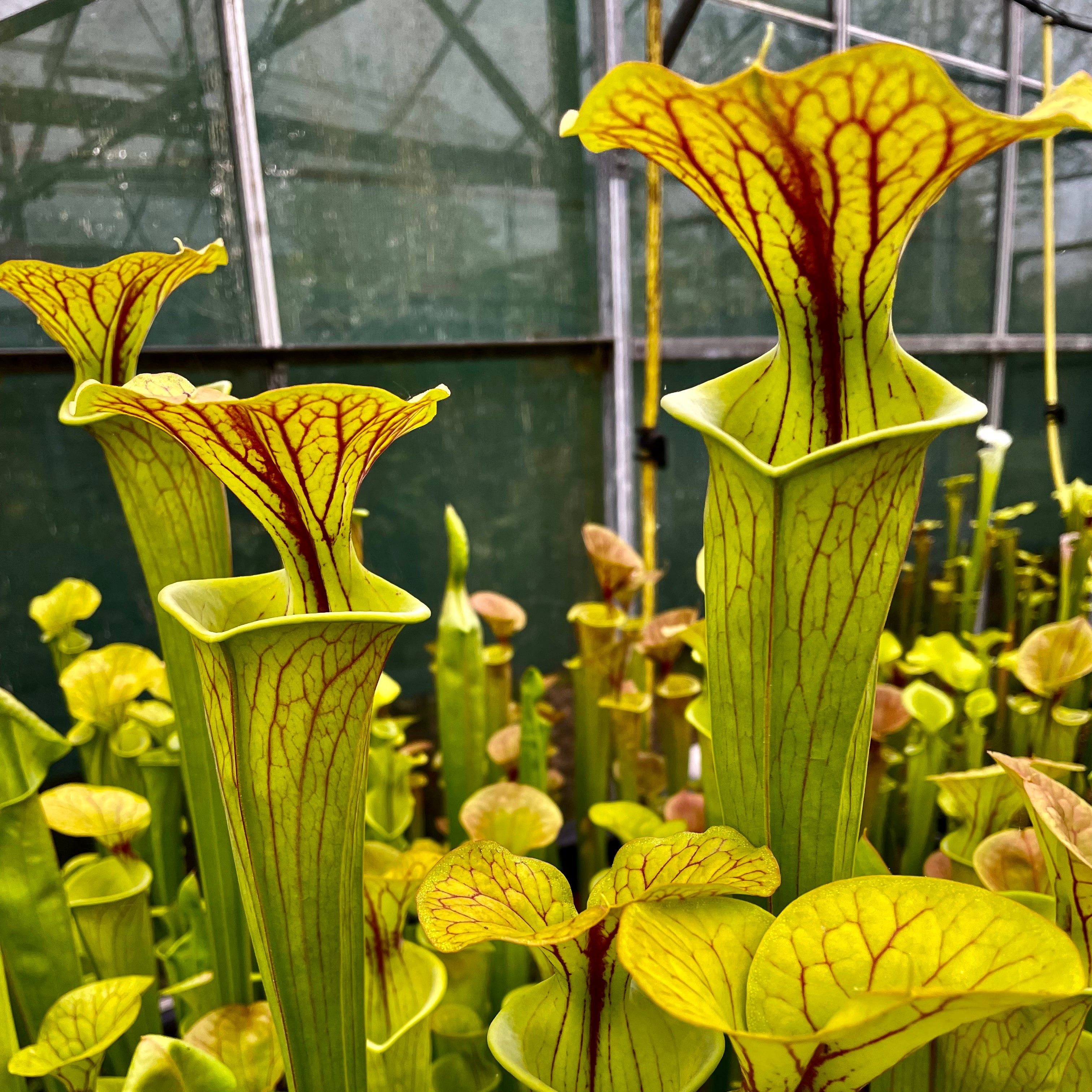 Sarracenia flava var. ornata - Giant