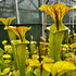 Sarracenia flava var. ornata - Giant