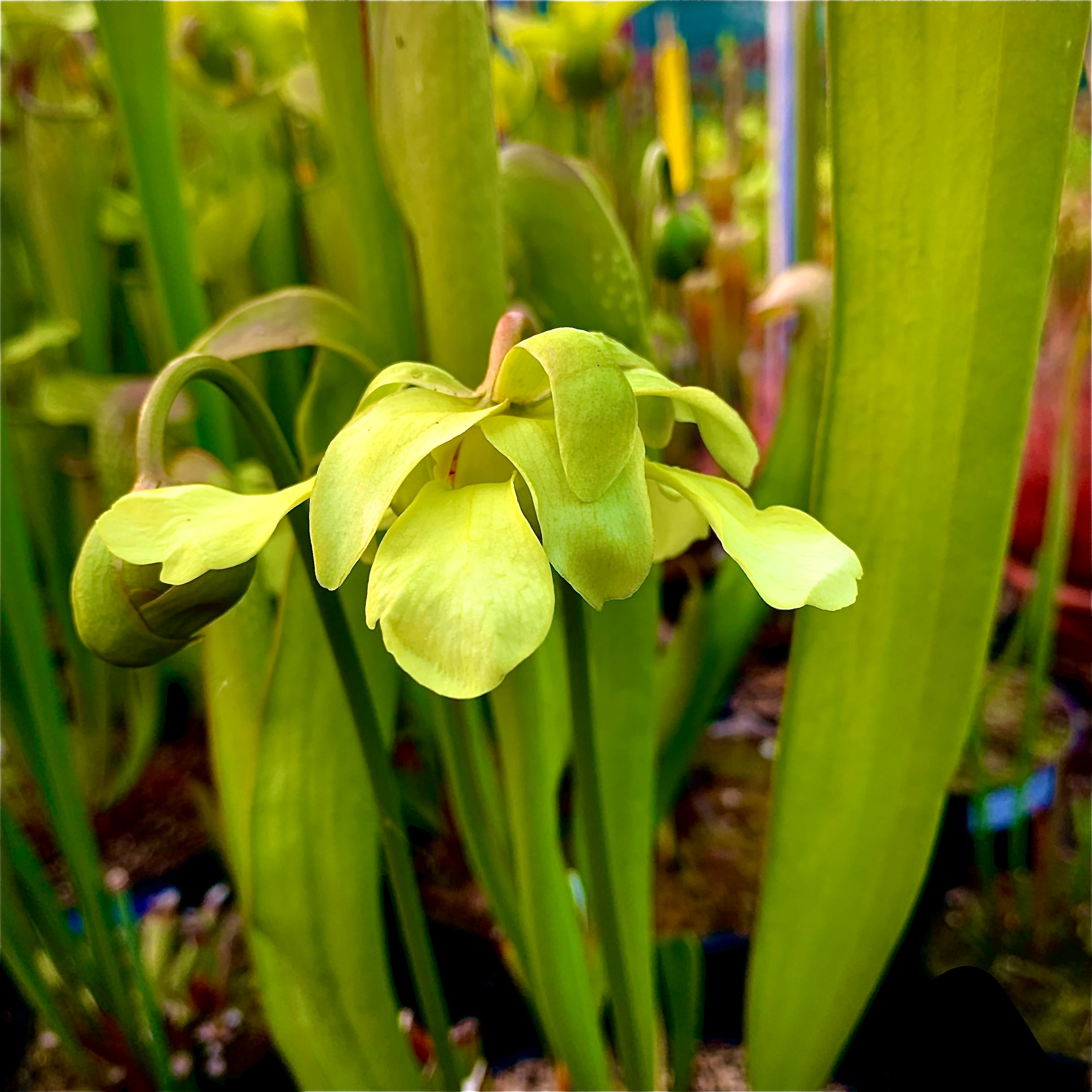 Sarracenia minor var. okefenokeensis – Small