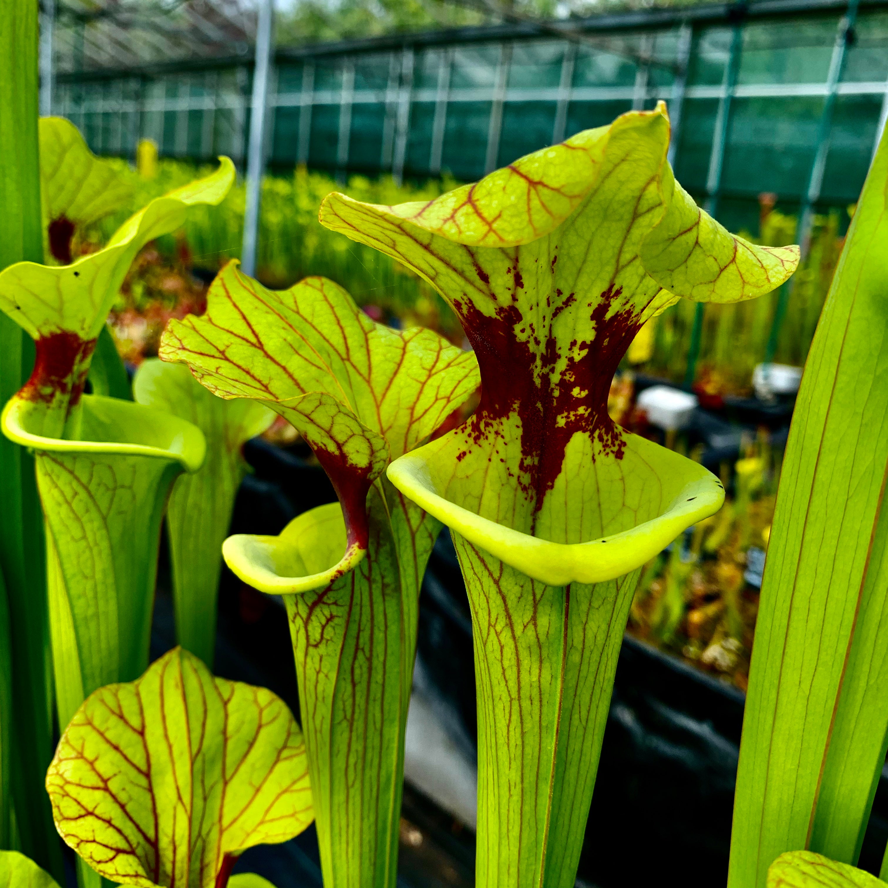 Sarracenia x moorei - flava x leucophylla