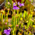 Utricularia tricolor - Brazil