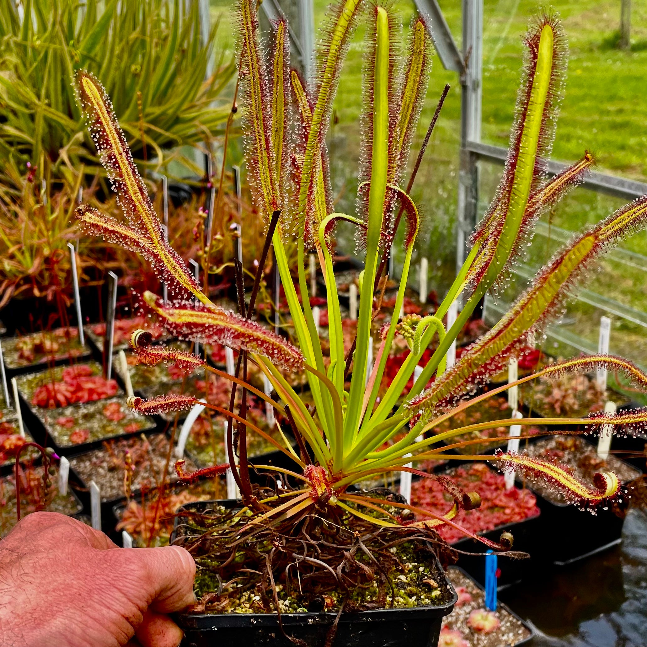 Drosera capensis - Giant, Franschhoek, South Africa