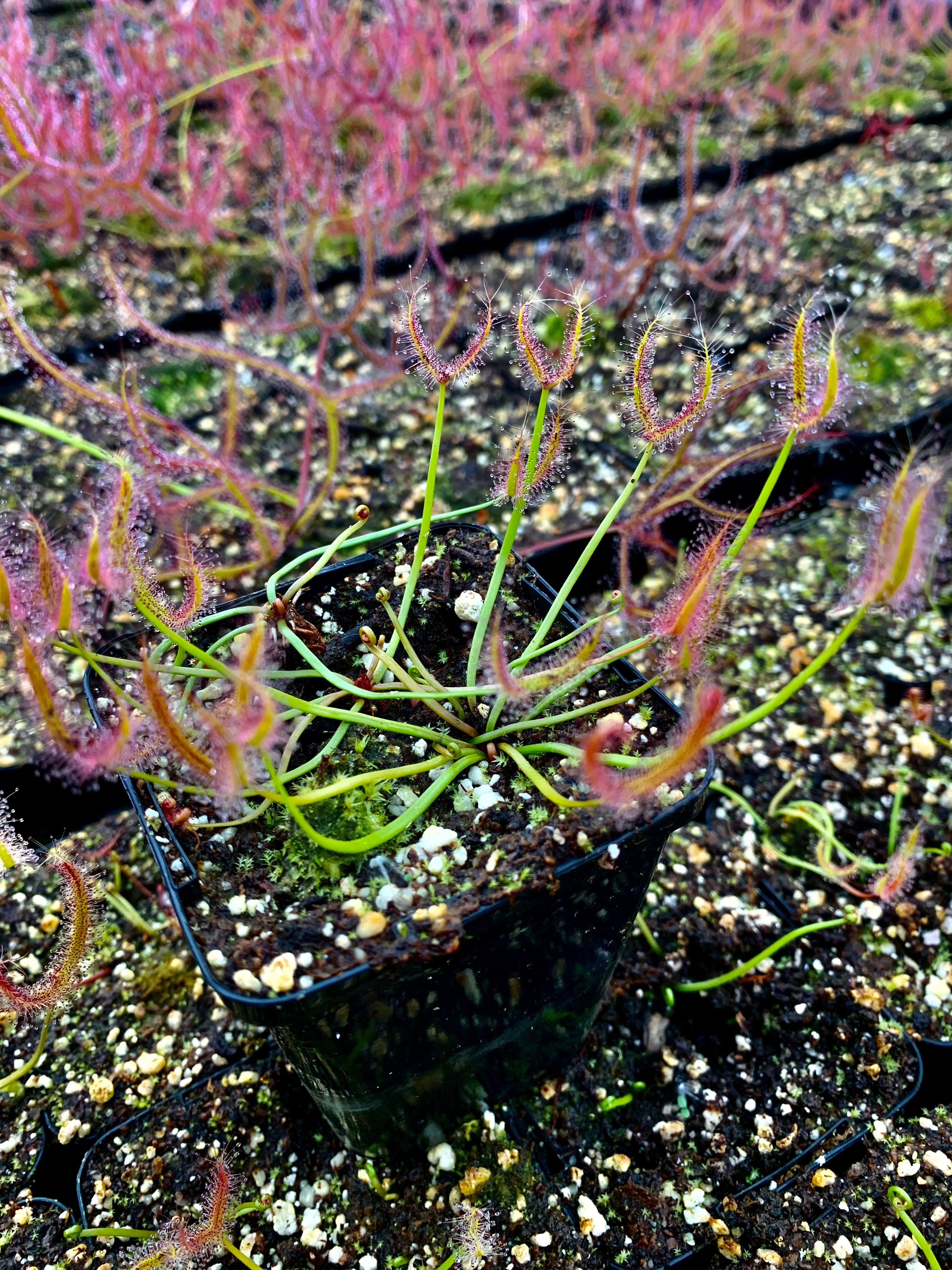 Drosera binata - Green Form, Grampians, VIC DBI-14