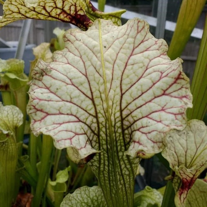 Sarracenia cv. 'Leviathan'