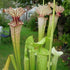 Sarracenia cv. 'Leviathan'