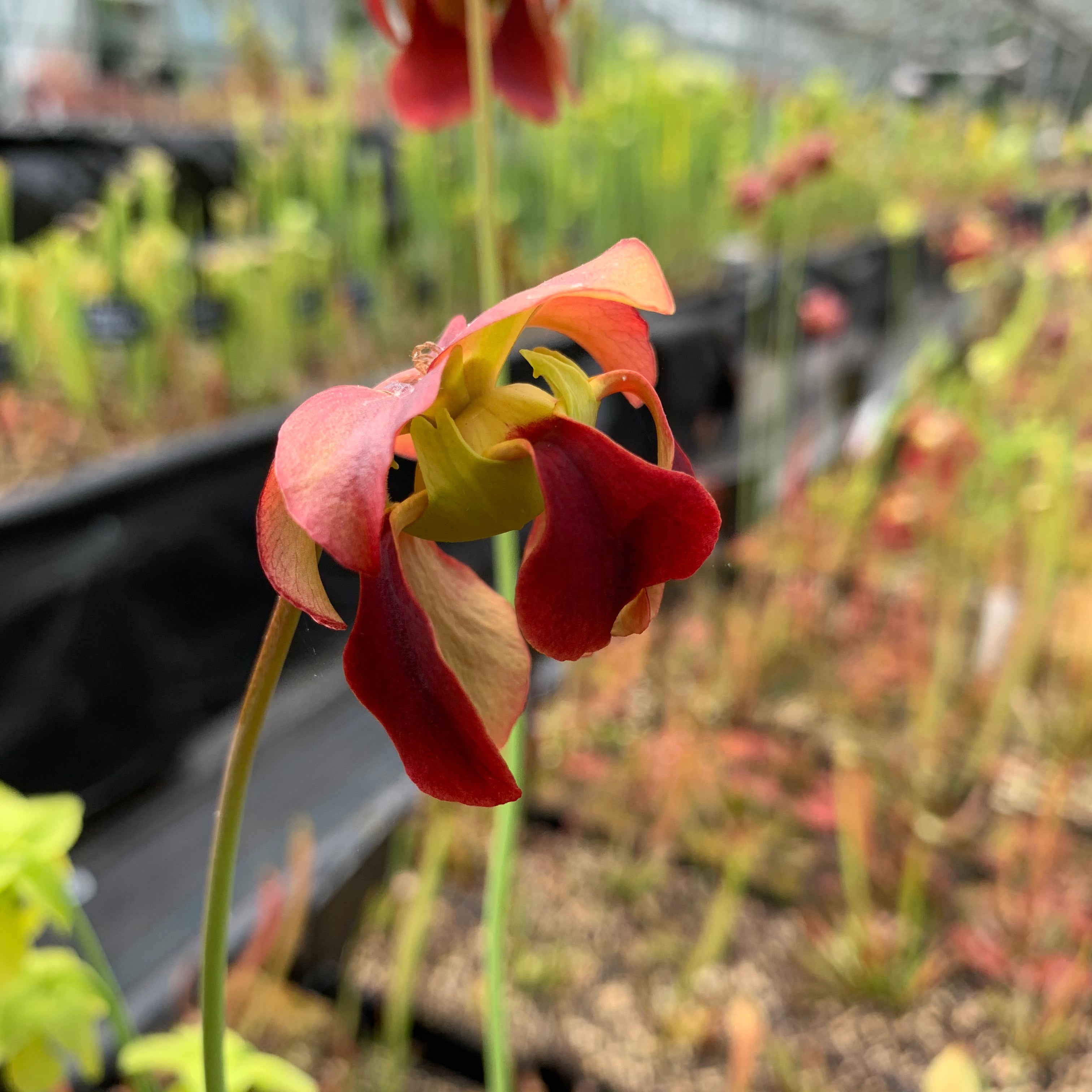 Sarracenia rubra subsp. rubra - Long Lid, North Florida