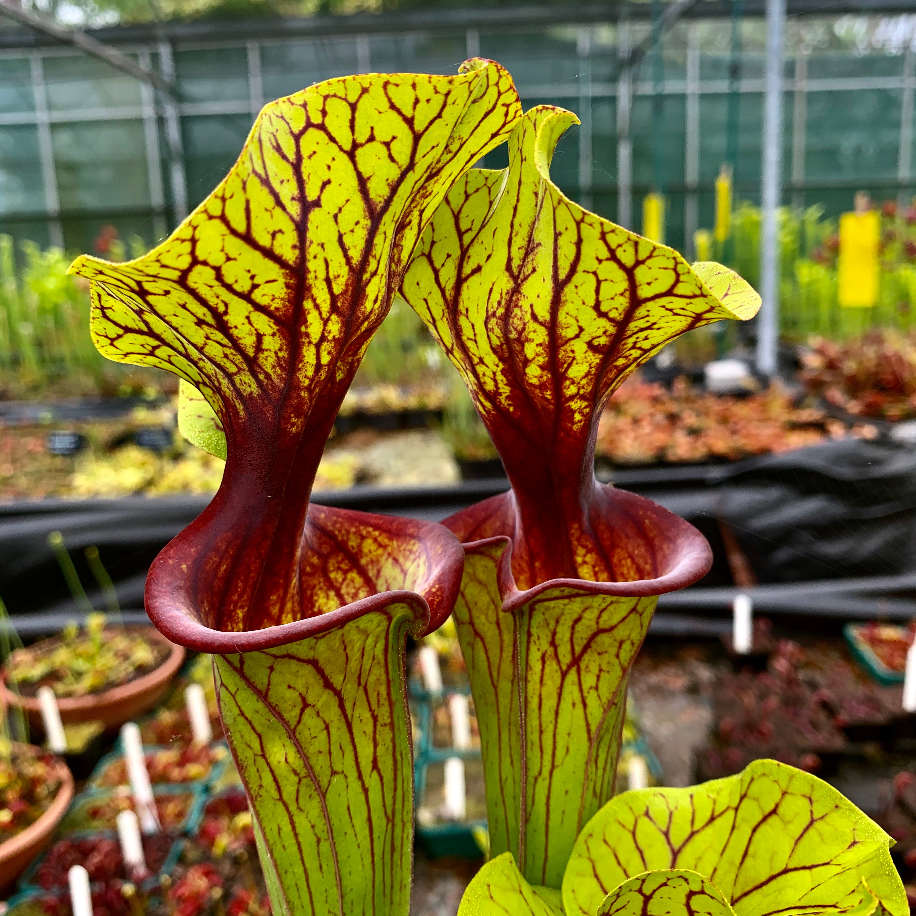 Sarracenia flava var. ornata - Apalachicola, Franklin Co., Florida (F88)