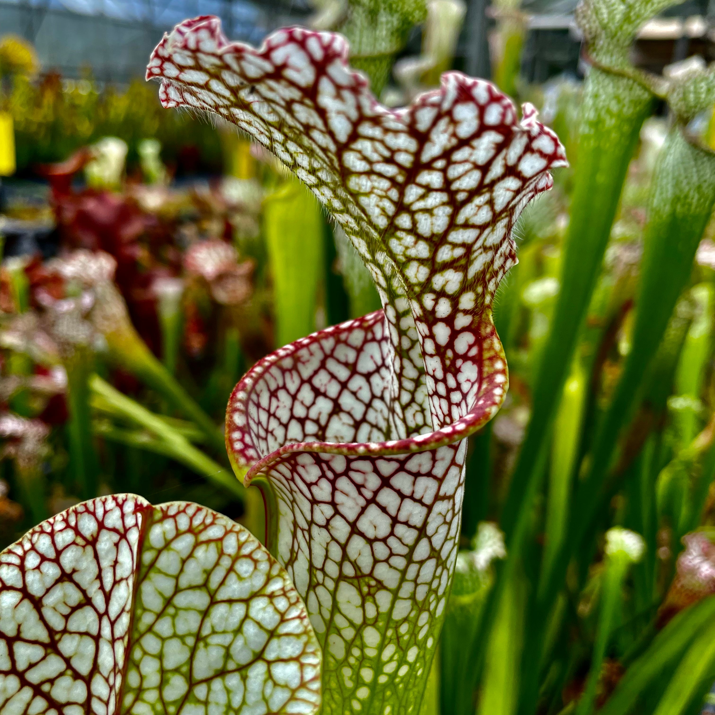 Sarracenia leucophylla var. leucophylla - Purple & White Giant, Rt71, Altha, Calhoun Co., Florida