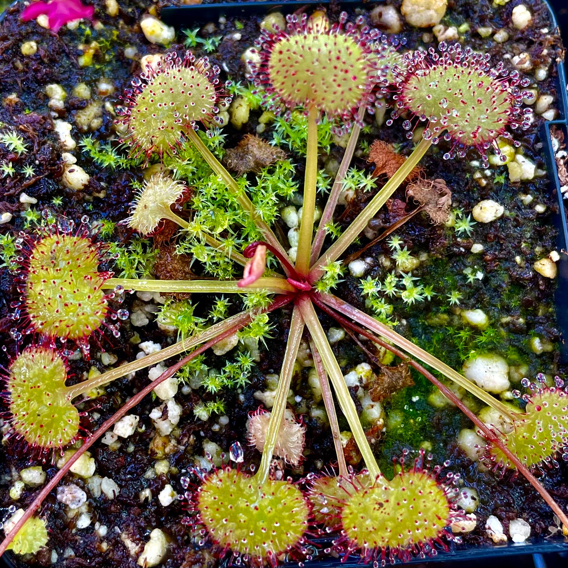 Drosera prolifera