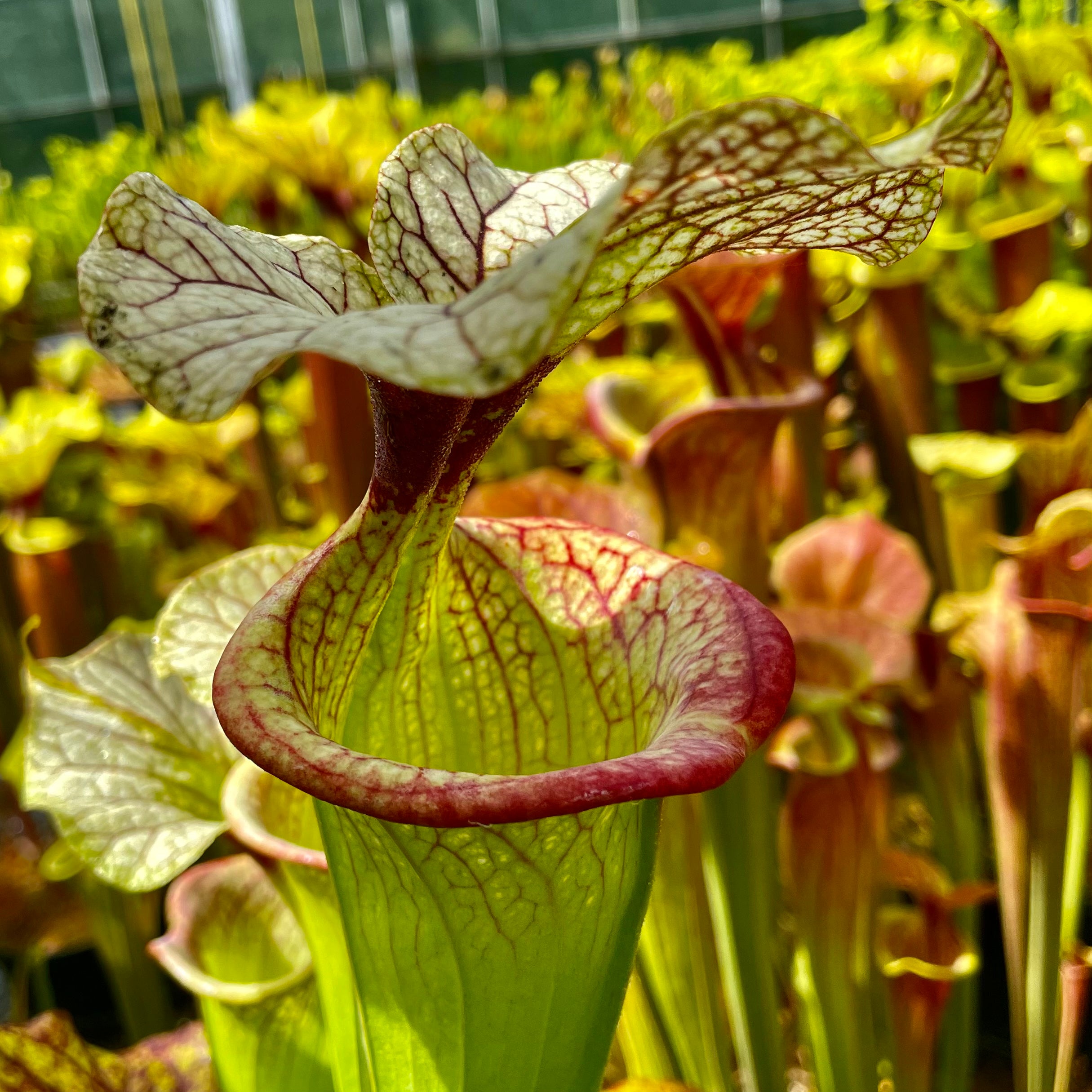 Sarracenia x moorei cv. 'Adrian Slack'