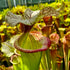 Sarracenia x moorei cv. 'Adrian Slack'