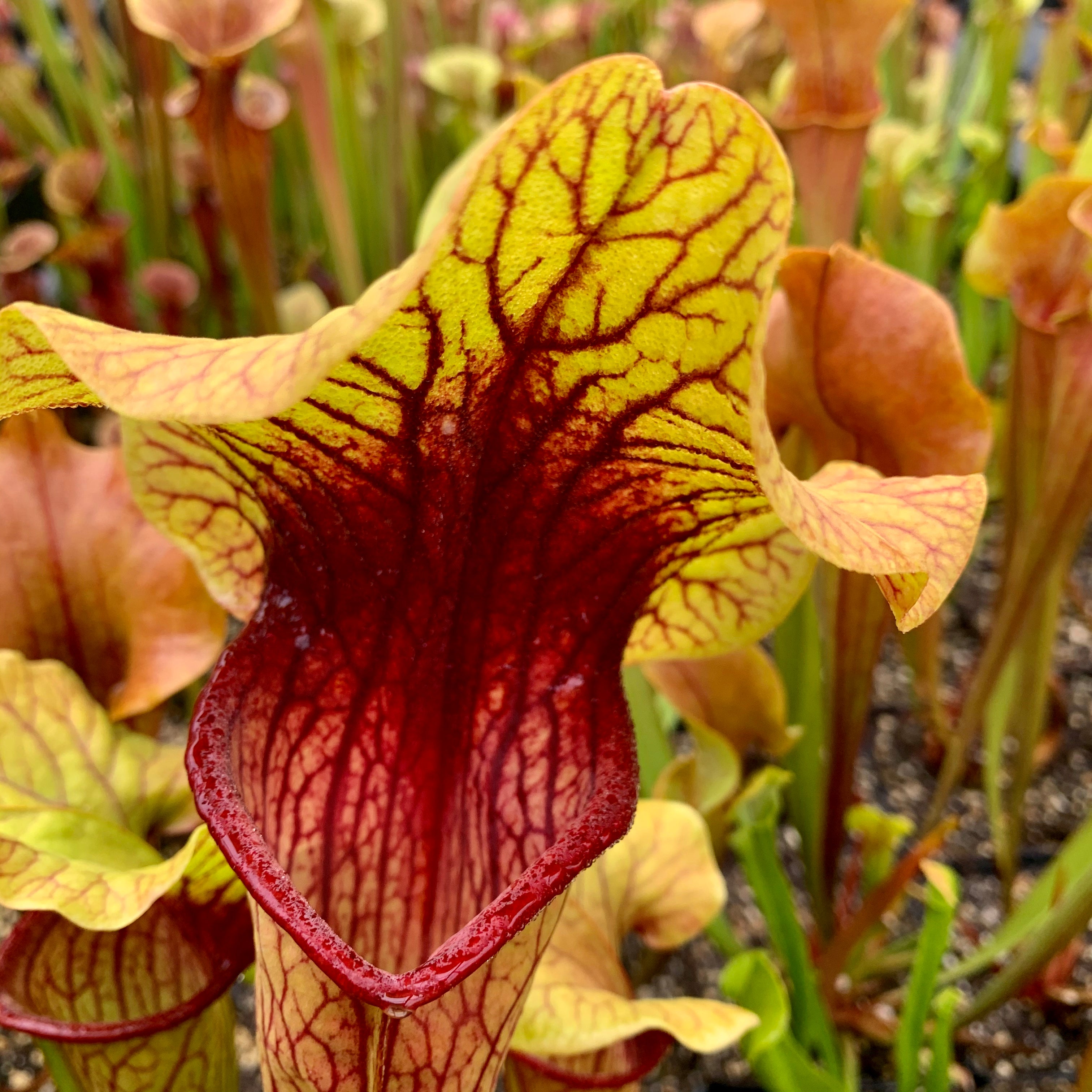 Sarracenia x catesbaei - Giant