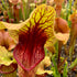 Sarracenia x catesbaei - Giant