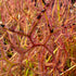 Drosera binata var. multifida f. extrema - Beerwah, QLD DBI-8