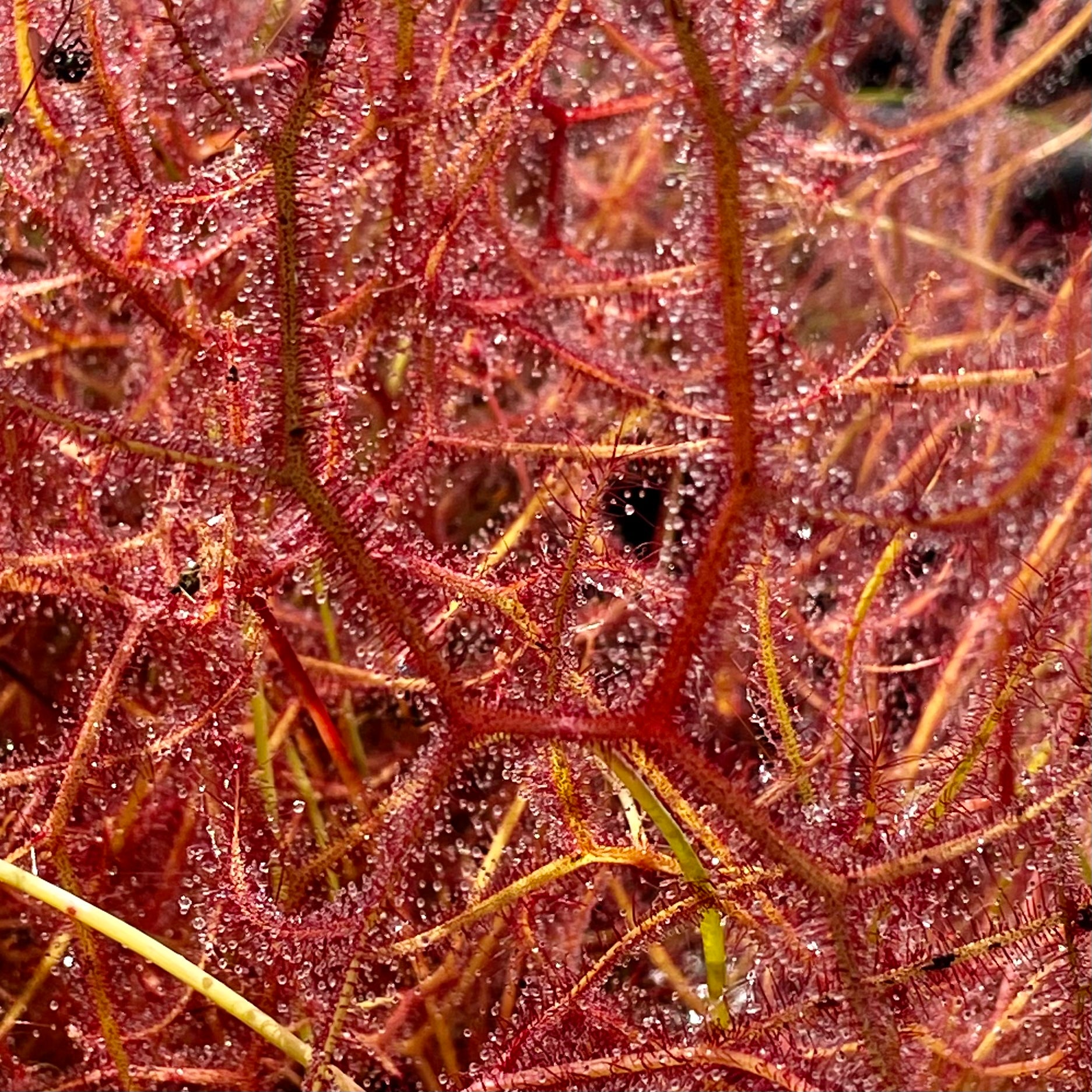 Drosera binata var. multifida f. extrema - Stradbroke Island, QLD DBI-7