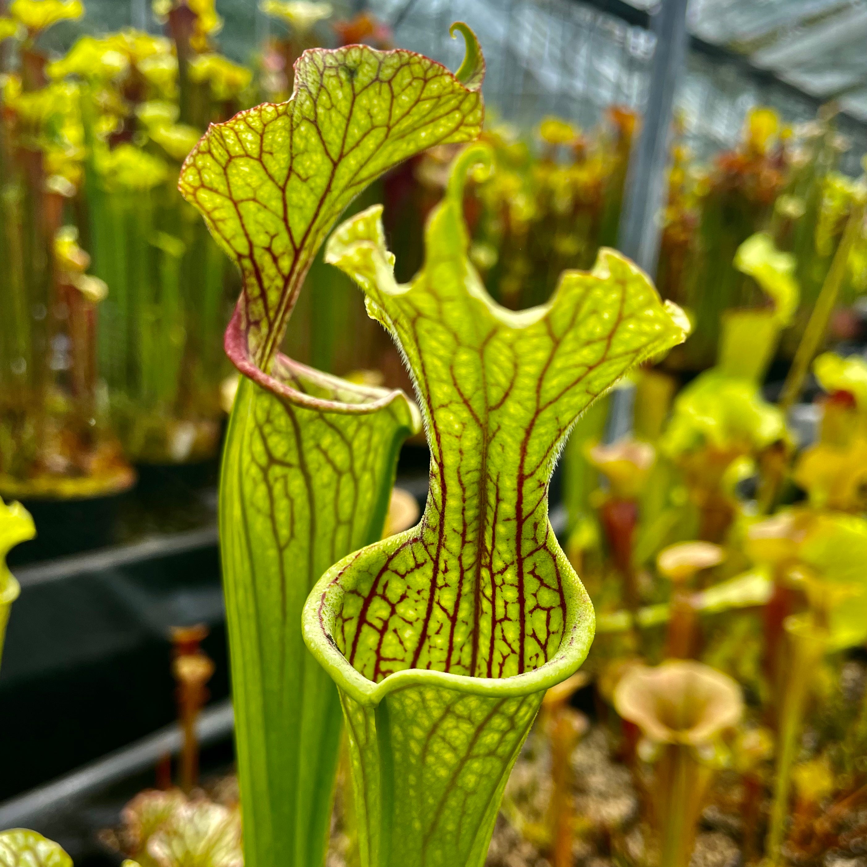 Sarracenia leucophylla x oreophila