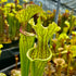 Sarracenia leucophylla x oreophila