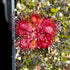 Drosera rubrifolia - South Africa