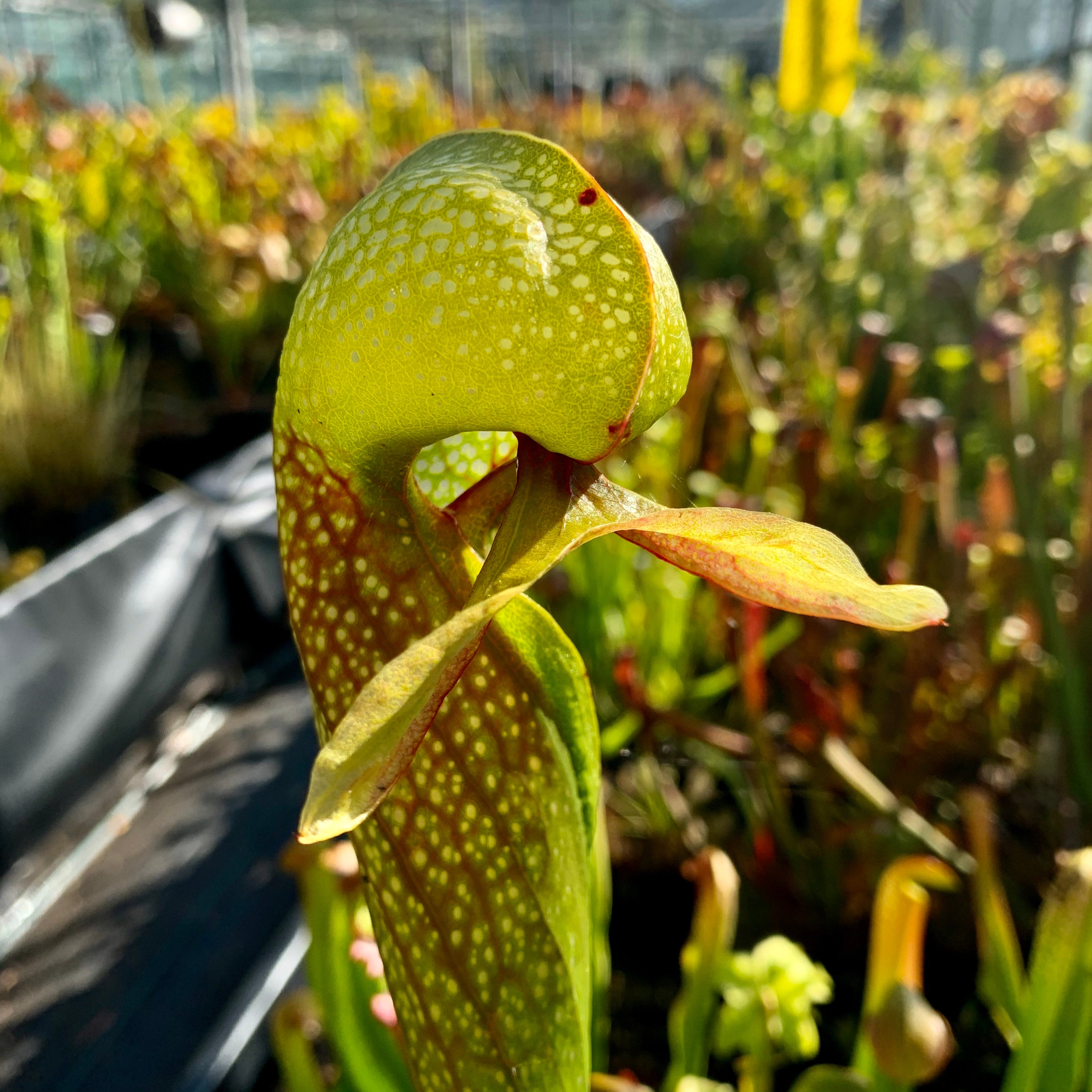 Darlingtonia californica - The Cobra Lily