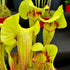 Sarracenia x exornata 'Peaches & Cream'